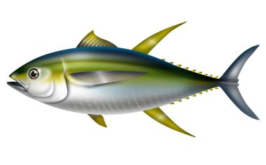 Sarı yüzgeçli ton balığı. Thunnus albacares..