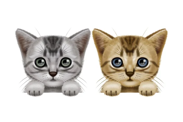 Ilustracja Kotów Podglądających Koty Pręgowane Pręgowane Kolorze Brązowym — Zdjęcie stockowe