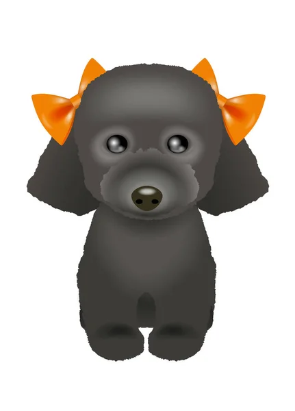 Illustration Von Spielzeugpudel Getrimmter Hund — Stockfoto