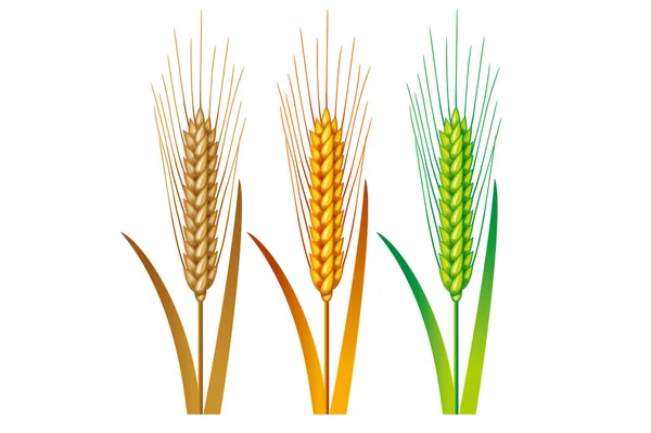 小麦のイラスト 収穫前と収穫後の小麦 — ストック写真