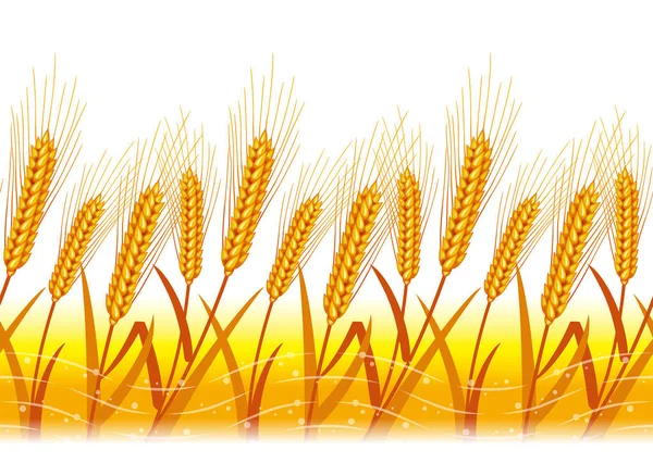Buğday tasviri. Kusursuz bir geçmişi var. Hasattan sonra buğday.