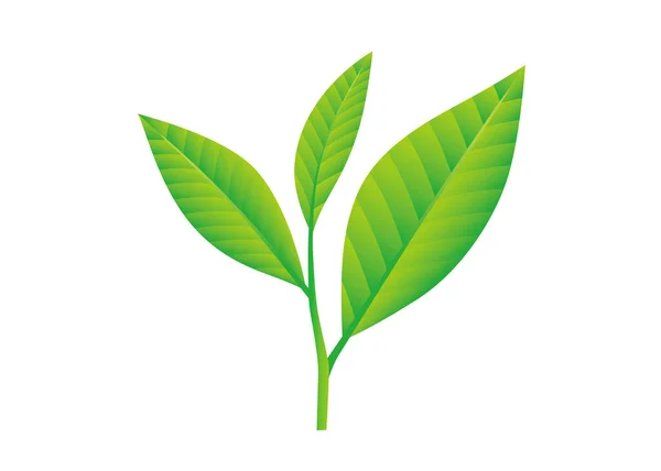 Ilustracja Liścia Herbaty Surowiec Zielonej Herbaty Kamelia Sinensis — Zdjęcie stockowe