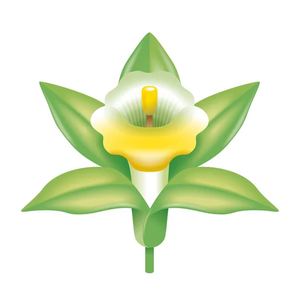 Illustration Flower Vanilla Designed Illustration — Stock Photo, Image