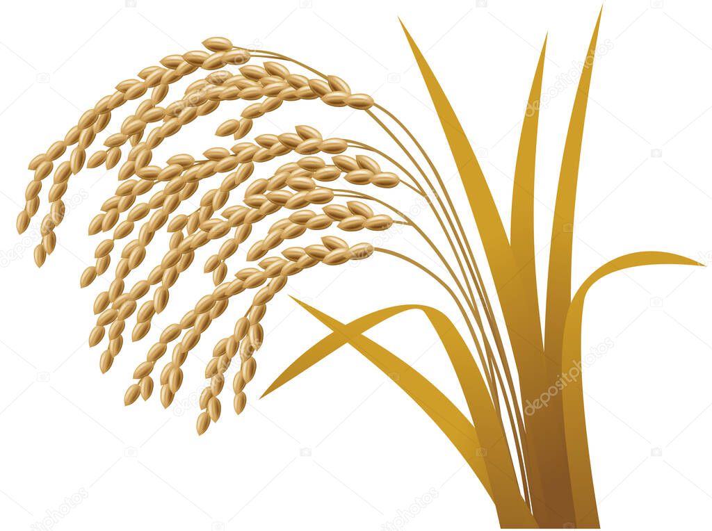 Illustration of an ear of rice./ Harvest season.