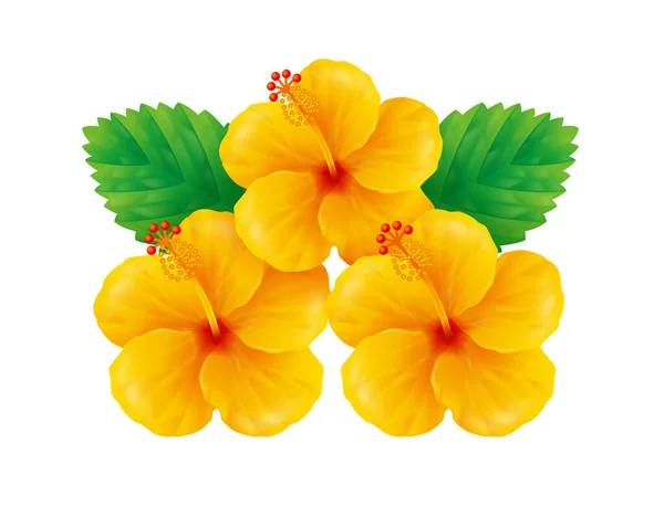 Illustration Gul Hibiskus Vit Bakgrund — Stockfoto