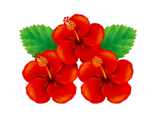 Illustration Röd Hibiskus Vit Bakgrund — Stockfoto