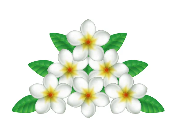 Illustration White Plumeria White Background — Stock Photo, Image