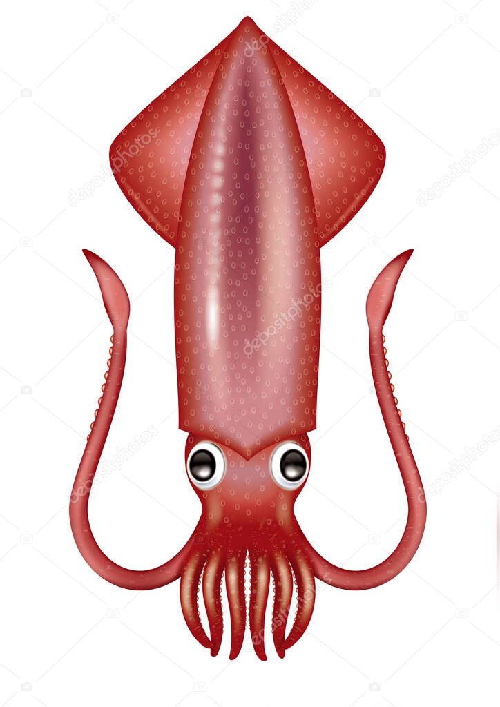 Illustration of squid. Neon flying squid. Frying squid. Asian cuttlefish without a long foot.
