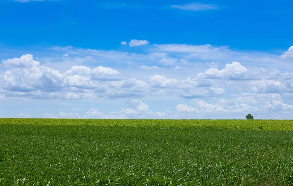 Tapioca Plantations Clear Days Royalty Free Stock Photos