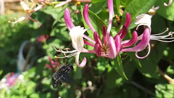 Super Slow Video Flying Insect Slow Motion Video Flying Insect — Stock Video