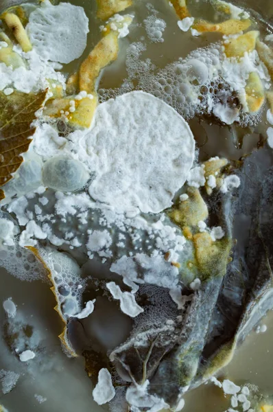 Bozulmuş ürünlerin yüzeyi küf ile enfekte.