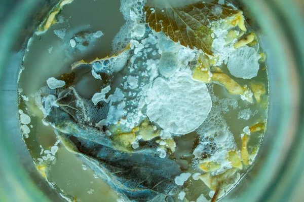 Bozulmuş ürünlerin yüzeyi küf ile enfekte.