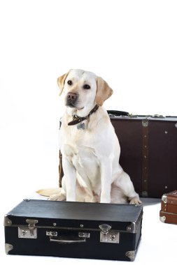 Cins Labrador bir köpek üzgün bir görünüm ile eski bavul üzerinde oturur. Yola çıkıyorve eski bavulları alıyor. Hüzünlü bir görünüme sahip bir labrador uzun bir yolculuk için bekleyen eski bavul sahibi bekliyor.