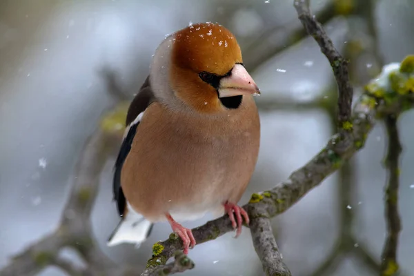 Portrait Hawfinch Coccothraustes Coccothraustes Branch Winter — Stock Photo, Image