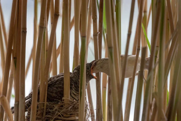 Close Male Bird Feeding Female Bird Nest Dry Grass — Stock Photo, Image