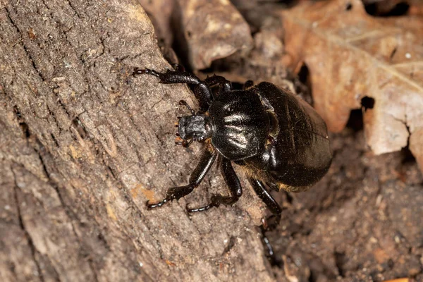 Close Osmoderma Eremita Hermit Beetle Russian Leather Beetle — Stock Photo, Image