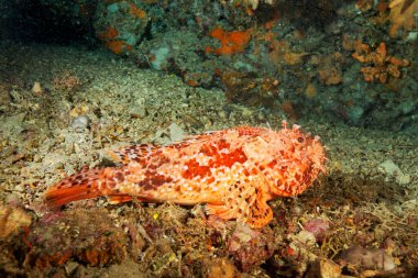 Telaica Doğa Parkındaki Kızıl Akrep Balığı () Scorpaena scrofa