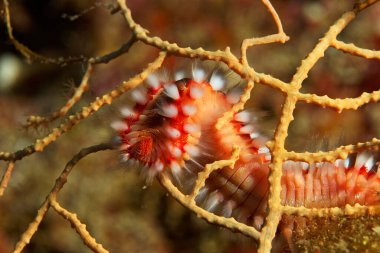 Sakallı ateş solucanı (Hermodice carunculata) Telaica Doğa Parkından