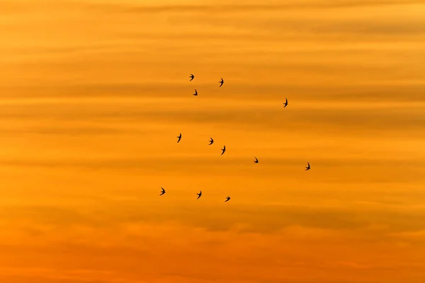 Swifts Atardecer Volando Cerca Los Acantilados Parque Natural Telaica — Foto de Stock