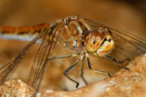 Une Vue Clsoe Libellule Dans Parc Naturel Telaica — Photo