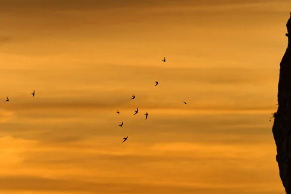 Mauersegler Fliegen Bei Sonnenuntergang Der Nähe Der Klippen Naturpark Telaica — Stockfoto