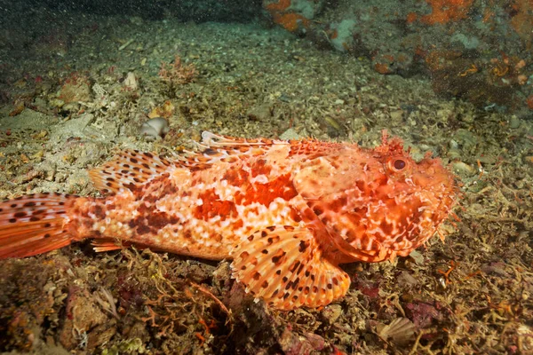 Red Scorpionfish Scorpaena Scrofa Telaica Nature Park — Stock Photo, Image