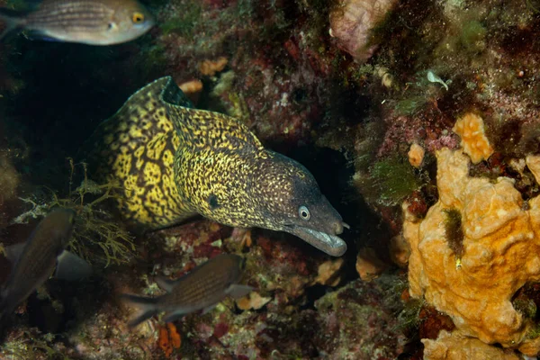 Muraena Helena Från Naturparken Telascica Kroatien — Stockfoto