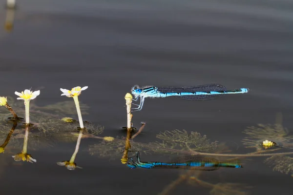 Дамселфи Речки Водяной Толпой — стоковое фото