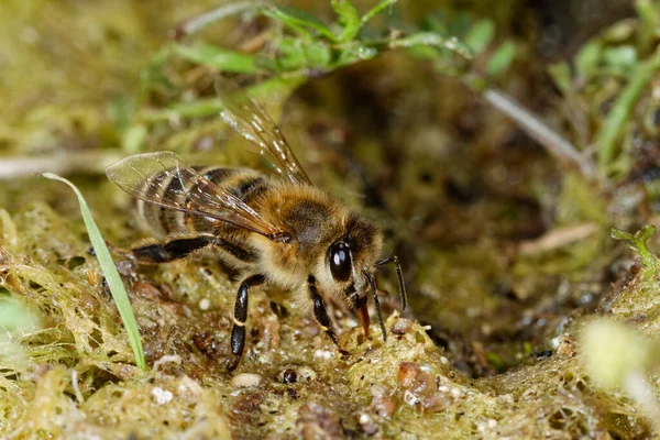 European Honey Bee Drinking Water — Stock Photo, Image