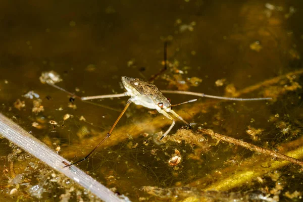 Rivierschaatsers Uiterwaarden Bij Imotski Kroatië — Stockfoto