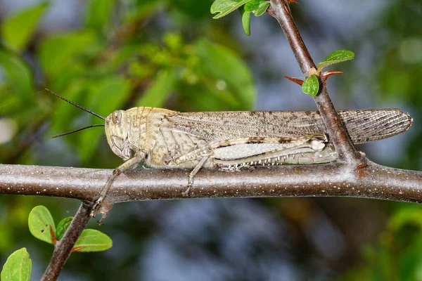 Anacridium Aegyptium Mısırlı Çekirge Hırvatistan Imotski Kentindeki Bir Dalda Mısır — Stok fotoğraf