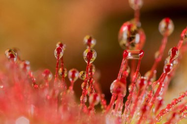 Drosera rotundifolia, Hırvatistan 'ın Dubravica kentinde yuvarlak yapraklı güneş çiğ veya yaygın güneş çisesidir.