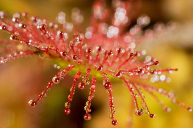 Drosera rotundifolia, Hırvatistan 'ın Dubravica kentinde yuvarlak yapraklı güneş çiğ veya yaygın güneş çisesidir.