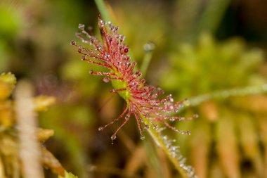 Drosera rotundifolia, Hırvatistan 'ın Dubravica kentinde yuvarlak yapraklı güneş çiğ veya yaygın güneş çisesidir.