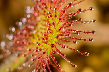 Drosera rotundifolia, Hırvatistan 'ın Dubravica kentinde yuvarlak yapraklı güneş çiğ veya yaygın güneş çisesidir.