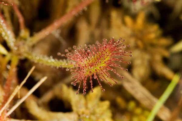 Drosera Rotundifolia Leaved Sundew Common Sundew Dubravica Croatia — Stock Photo, Image