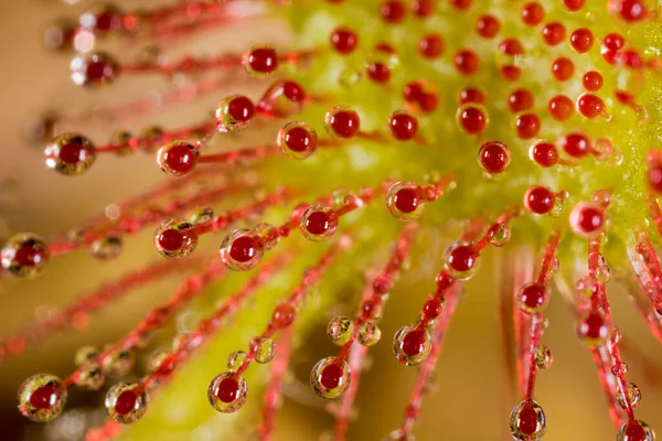 Drosera Rotundifolia Orvalho Sol Folhas Redondas Orvalho Sol Comum Dubravica — Fotografia de Stock