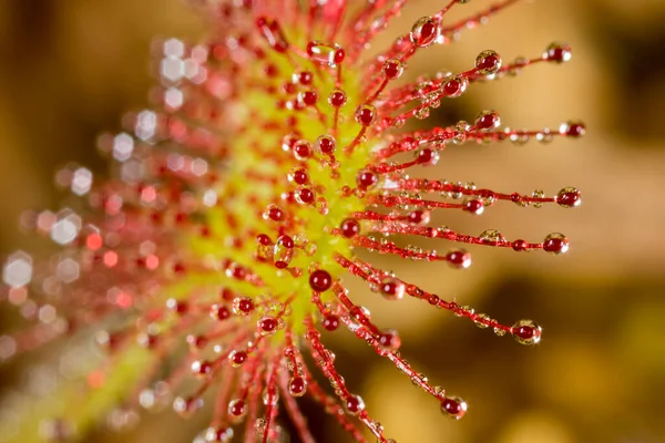 Drosera Rotundifolia Круглолистная Роса Обыкновенная Роса Дубравице Хорватия — стоковое фото