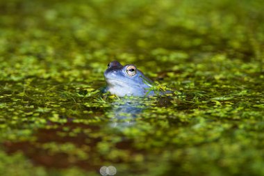 Mağara kurbağasının mavi erkekleri (Rana arvalis) gölette