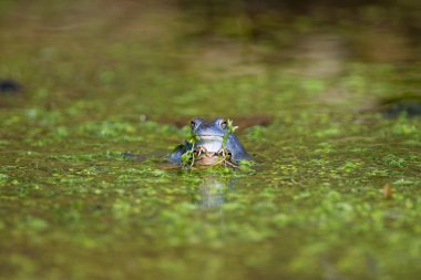 Mağara kurbağasının mavi erkekleri (Rana arvalis) gölette