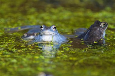 Mağara kurbağasının mavi erkekleri (Rana arvalis) gölette