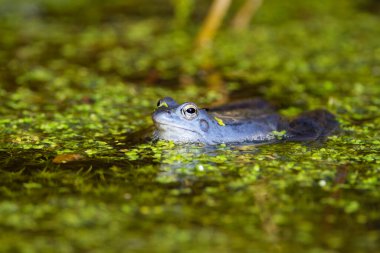 Mağara kurbağasının mavi erkekleri (Rana arvalis) gölette