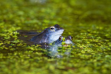 Mağara kurbağasının mavi erkekleri (Rana arvalis) gölette