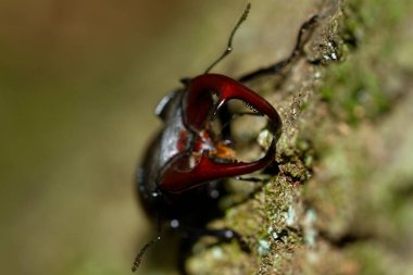 Hırvatistan 'ın meşe ormanındaki erkek geyik böceğinin yakın çekimi