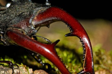 Hırvatistan 'ın meşe ormanındaki erkek geyik böceğinin yakın çekimi