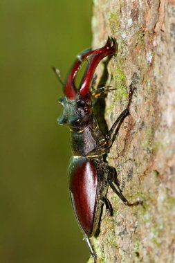 Hırvatistan 'ın meşe ormanındaki erkek geyik böceğinin yakın çekimi