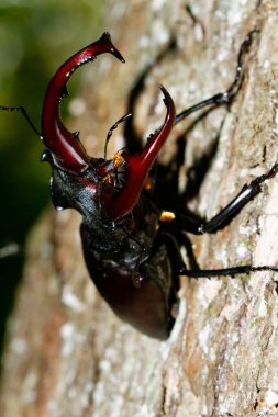 Hırvatistan 'ın meşe ormanındaki erkek geyik böceğinin yakın çekimi
