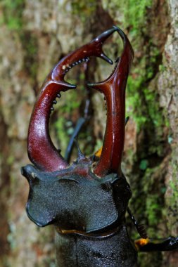 Hırvatistan 'ın meşe ormanındaki erkek geyik böceğinin yakın çekimi
