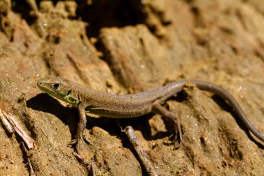 Dik bir toprak üzerinde ortak duvar kertenkelesi