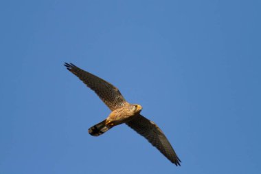 Uçuştaki yaygın kerkenez (Falco tinnunculus)